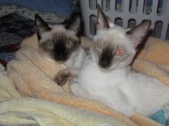 more kittens